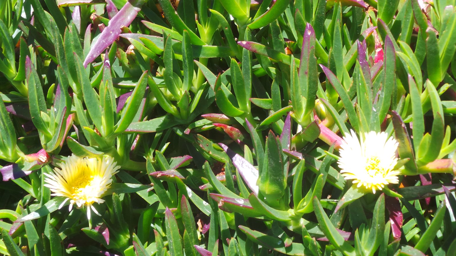 Cape Point13